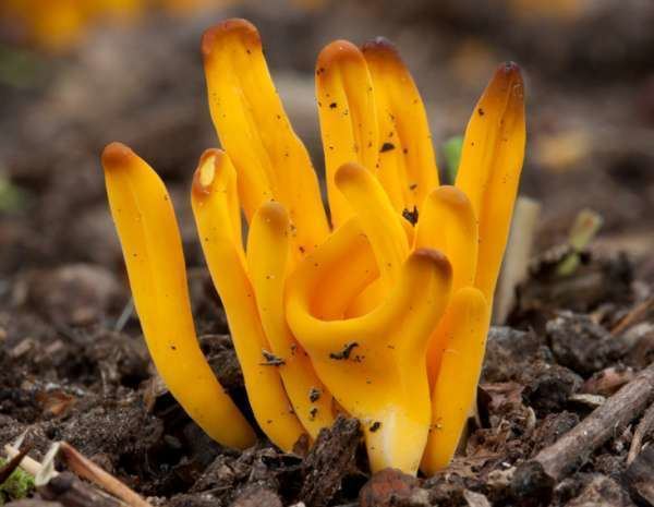 Clavulinopsis fusiformis Clavulinopsis fusiformis Golden Spindles identification