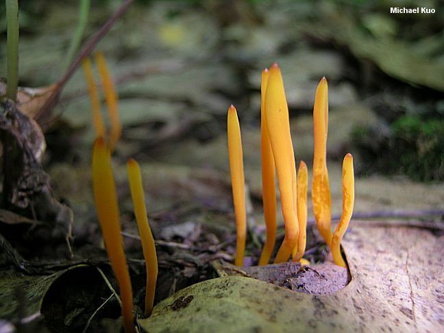 Clavulinopsis laeticolor Clavulinopsis laeticolor MushroomExpertCom