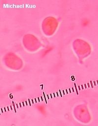 Clavulinopsis laeticolor wwwmushroomexpertcomimageskuoclavulinopsisla