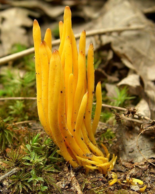 Clavulinopsis laeticolor Clavulinopsis laeticolor Wikipedia