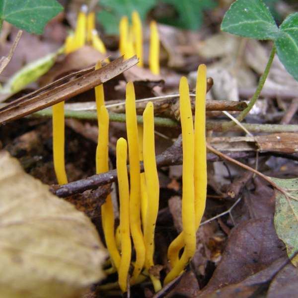 Clavulinopsis laeticolor Clavulinopsis laeticolor Handsome Clubfungus