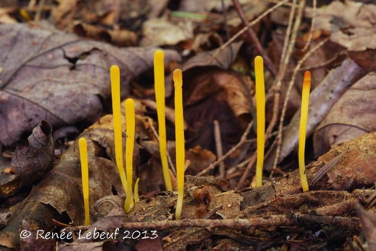 Clavulinopsis laeticolor MyCoPortal Clavulinopsis laeticolor f laeticolor