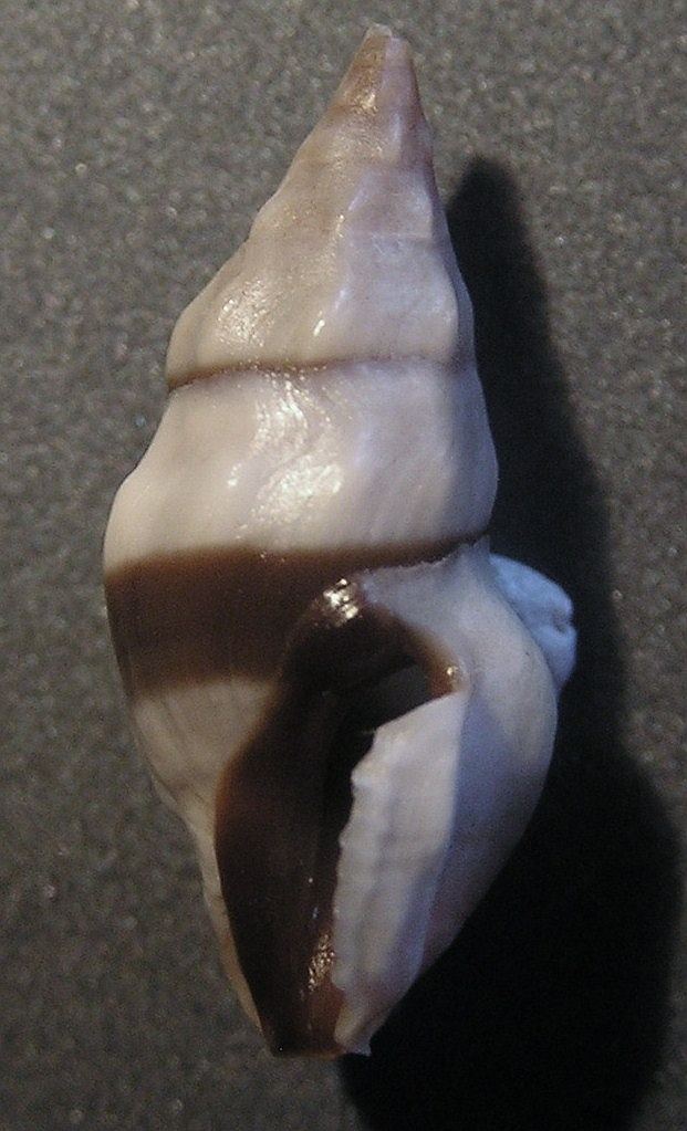 Clavus (gastropod)