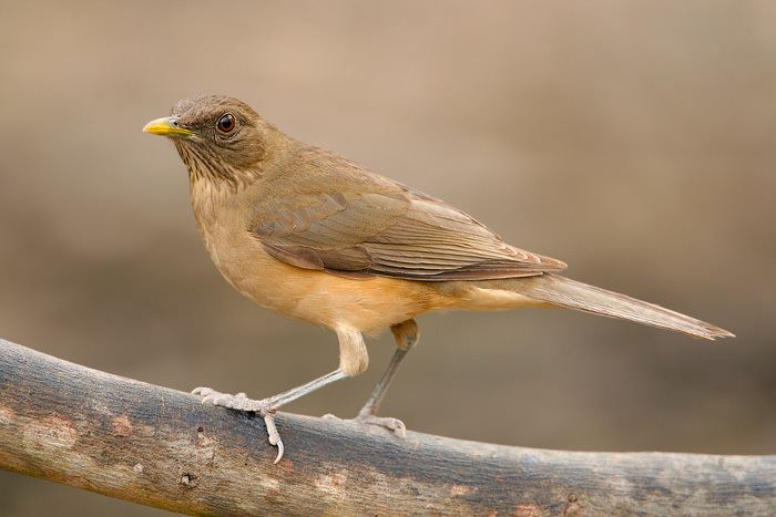 Clay-colored thrush Claycolored Thrush 3