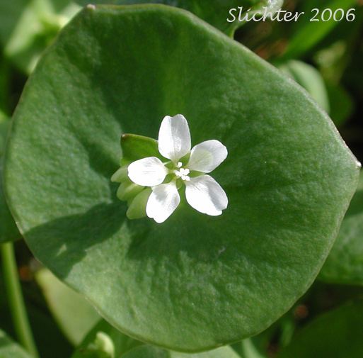 Claytonia The Spring Beauties of the Columbia River Gorge