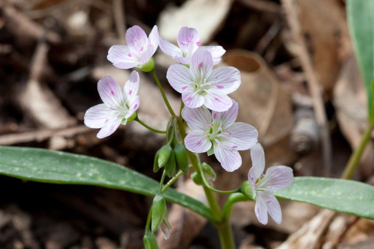 Claytonia uploadwikimediaorgwikipediacommons339Clayto