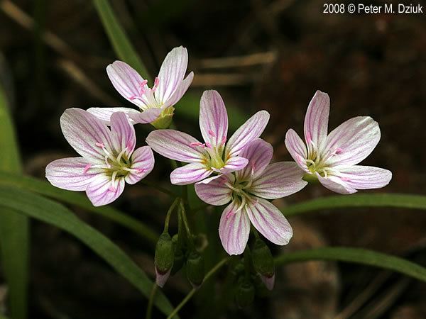 Claytonia Claytonia virginica Virginia Spring Beauty Minnesota Wildflowers