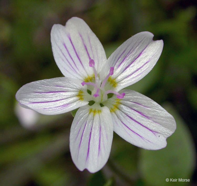 Claytonia Claytonia sibirica Siberian springbeauty Go Botany