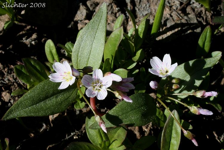 Claytonia lanceolata Western Spring Beauty Lanceleaf Spring Beauty Claytonia