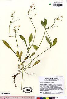 Claytonia palustris httpsuploadwikimediaorgwikipediacommonsthu