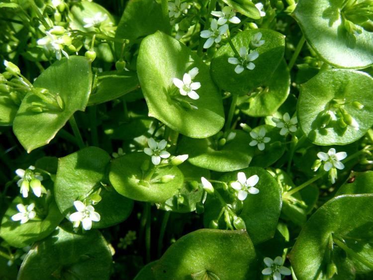 Claytonia perfoliata Springbeauty Claytonia perfoliata NatureSpot