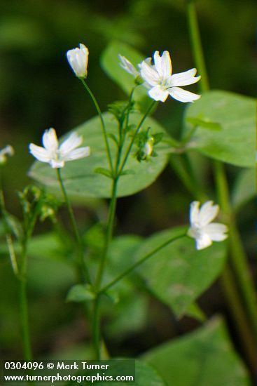 Claytonia sibirica Claytonia sibirica candy flower Wildflowers of the Pacific Northwest