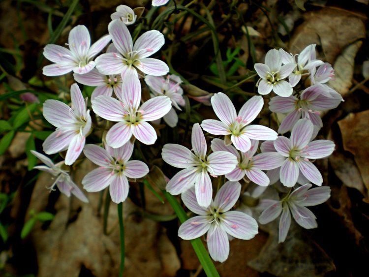 Claytonia virginica Spring Beauty Claytonia virginica Flora Pittsburghensis