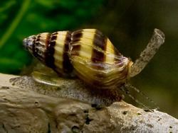 Clea (gastropod) httpsuploadwikimediaorgwikipediacommonsthu
