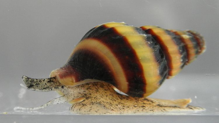 Clea helena Clea helena gastropods