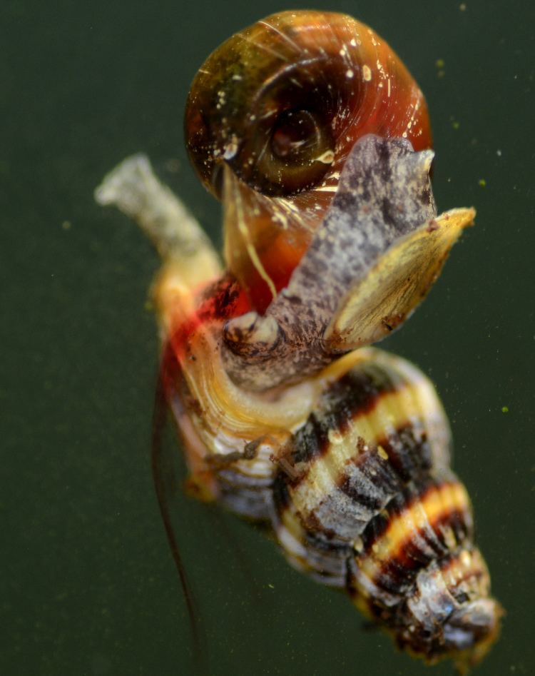 Clea helena Species spotlight Clea helena quotAssassin snailquot Invertebrates by