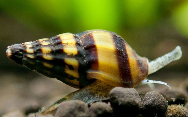 Clea helena Assassin Snail Clea helena noux