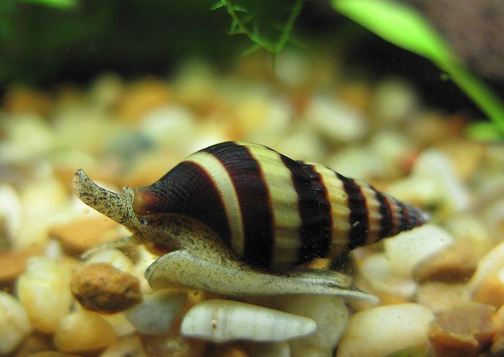 Clea helena Assassin snail care size breeding diet pictures video