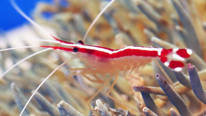 Cleaner shrimp Cleaner Shrimp Practically Perfect Marine Aquarium Invertebrates