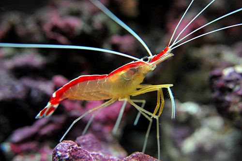 Cleaner shrimp Invertebrate Spotlight The Skunk Cleaner Shrimp News Shrimp Reef