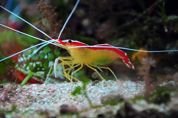 Cleaner shrimp Cleaner Shrimp Melev39s Reef Inc