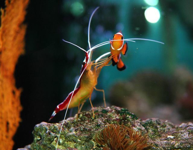 Cleaner shrimp World39s Tiniest JanitorCleaner Shrimp