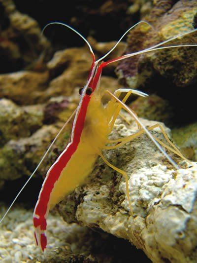 Cleaner shrimp httpscdnassetsanswersingenesisorgimgarticl