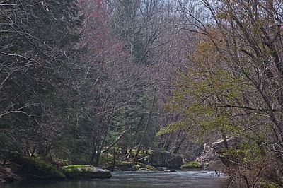 Clear Fork (Big South Fork Cumberland River) httpsuploadwikimediaorgwikipediacommonsthu