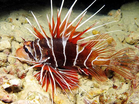 Clearfin lionfish We are supplier of marine lionfish like volitan lionfish zebra