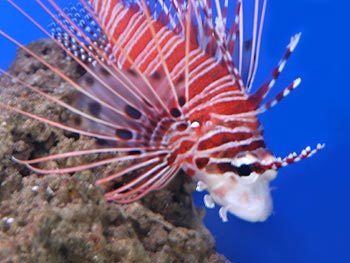 Clearfin lionfish Free Clearfin Lionfish Tropical Marine Fish Picture