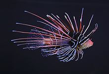 Clearfin lionfish httpsuploadwikimediaorgwikipediacommonsthu