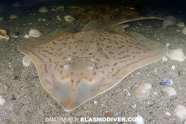 Clearnose skate Clearnose Skate Pictures Images of Raja eglanteria