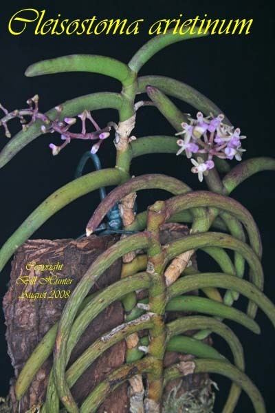 Cleisostoma Species Specific Forum Growing Orchids and Hybrids View topic