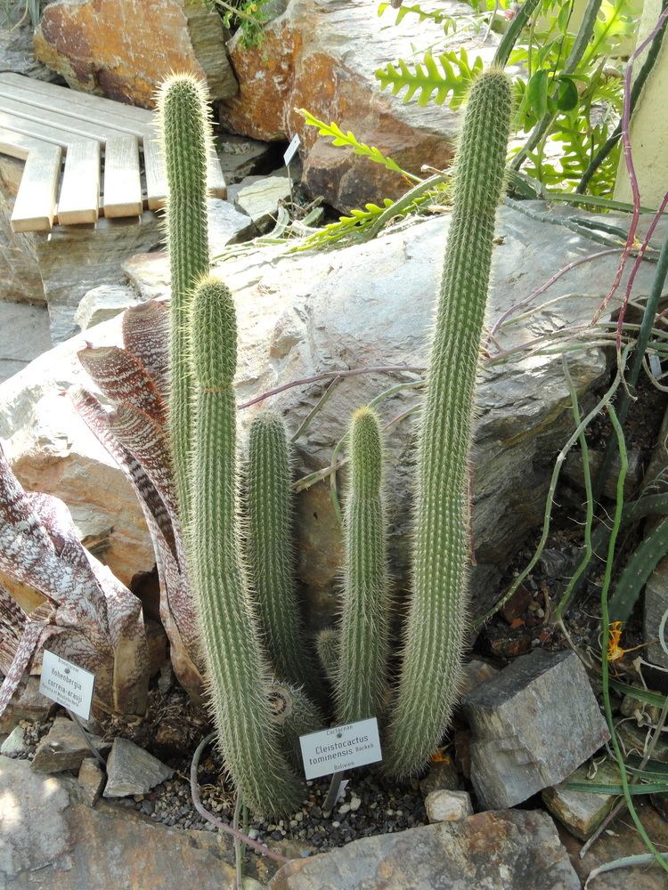 Cleistocactus Cleistocactus tominensis Wikiwand