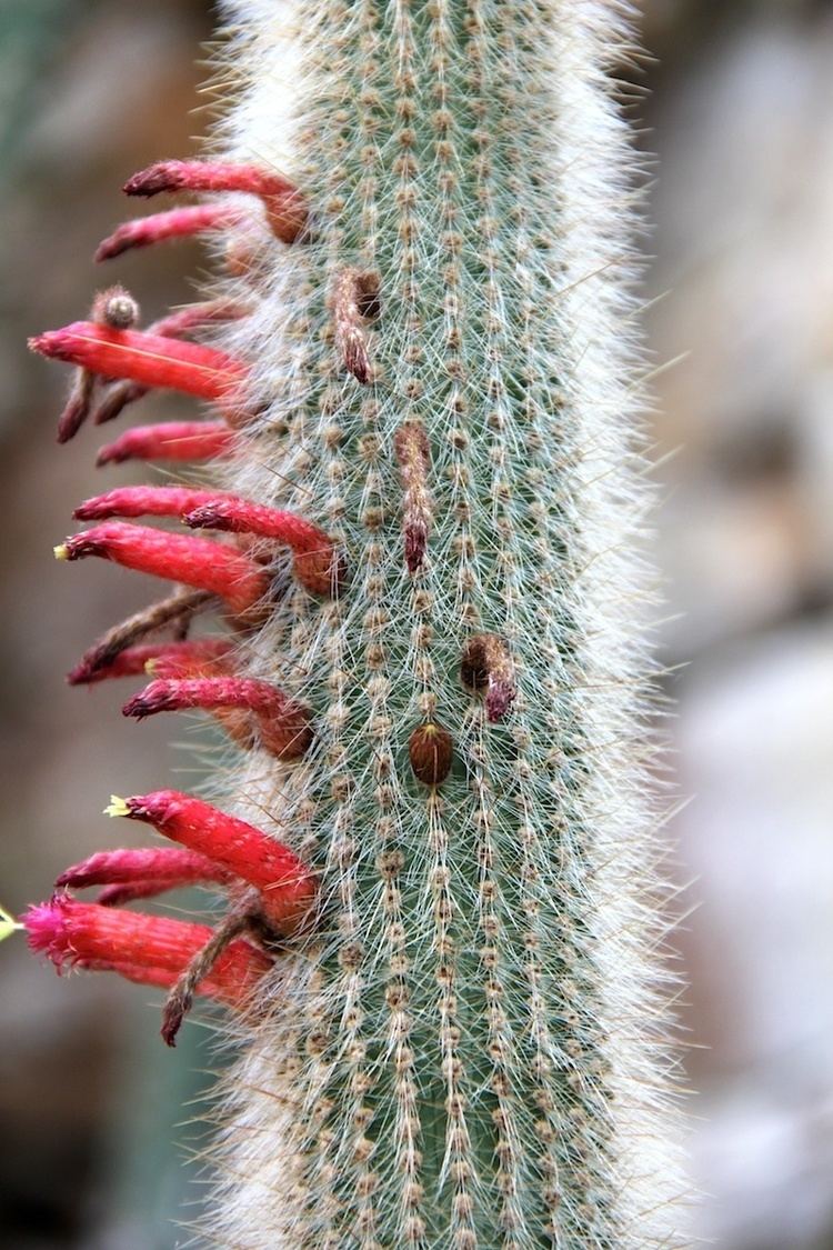 Cleistocactus hyalacanthus FileCleistocactus hyalacanthus pm1jpg Wikimedia Commons