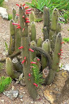 Cleistocactus hyalacanthus httpsuploadwikimediaorgwikipediacommonsthu