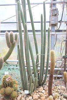 Cleistocactus morawetzianus httpsuploadwikimediaorgwikipediacommonsthu