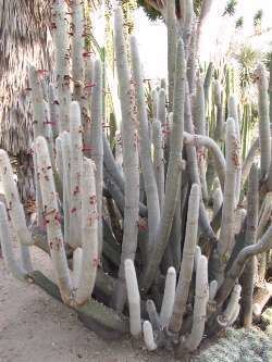 Cleistocactus strausii Silver Torch Cactus Cleistocactus strausii
