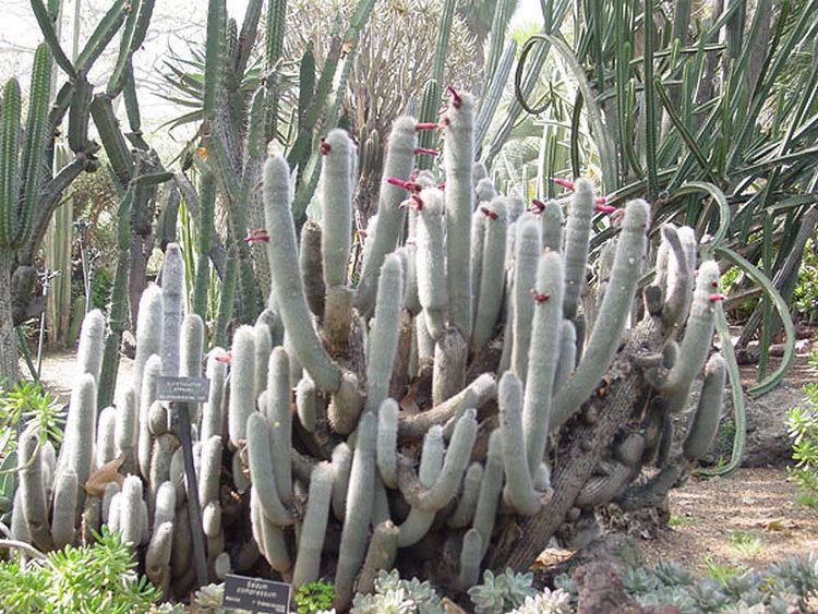 Cleistocactus strausii Plants amp Flowers Cleistocactus strausii
