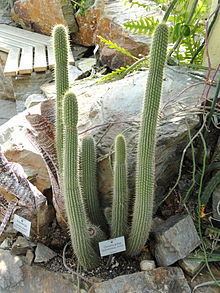 Cleistocactus tominensis httpsuploadwikimediaorgwikipediacommonsthu