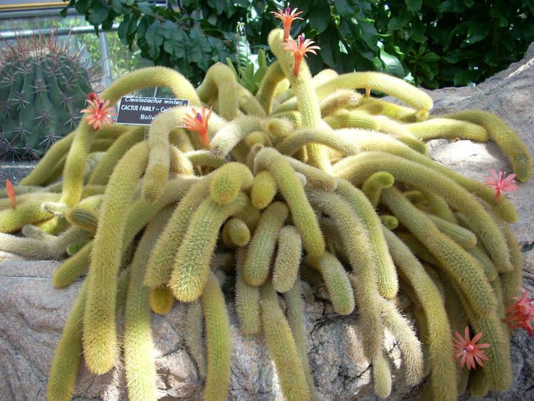 Cleistocactus winteri Cleistocactus winteri Golden Rat Tail World of Succulents