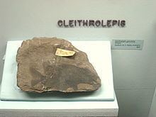 Cleithrolepis httpsuploadwikimediaorgwikipediacommonsthu