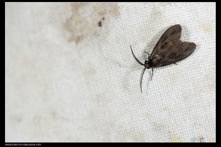 Clelea formosana
