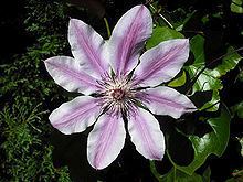 A species of Clematis called Doctor Ruppel, has pale pink flowers with a wide reddish-pink central bar and prominent, light chocolate anthers over green leaves.