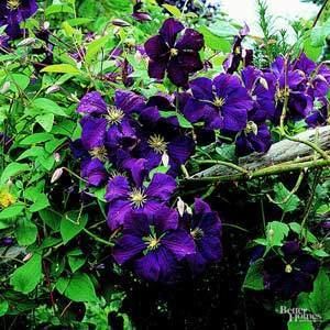 Clematis flowers, has 6 purple colored petals with yellow stamen over a trunk and green vine of leaves.