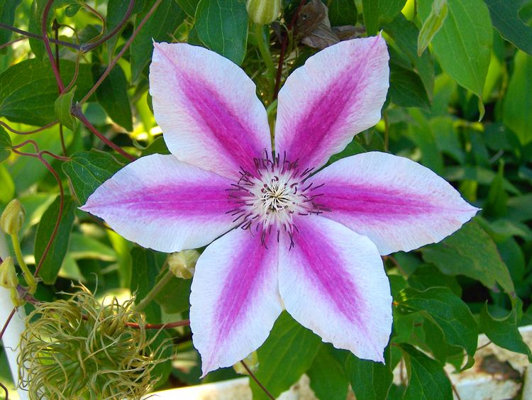 Clematis When to Prune Clematis Love The Garden