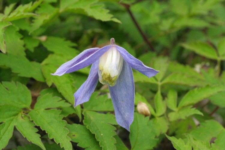 Clematis alpina uploadwikimediaorgwikipediacommons99bClemat