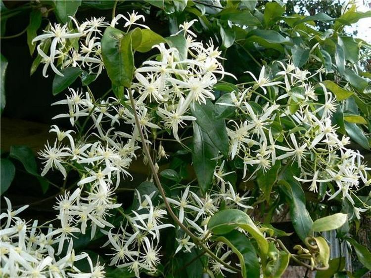 Clematis aristata - Alchetron, The Free Social Encyclopedia