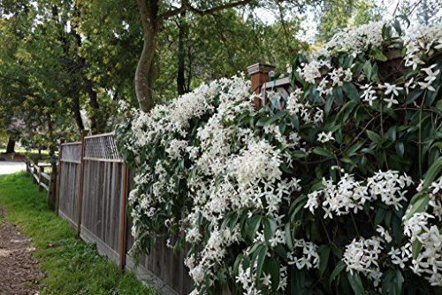 Clematis armandii Clematis armandii Snowdrift evergreen fragrant white spring