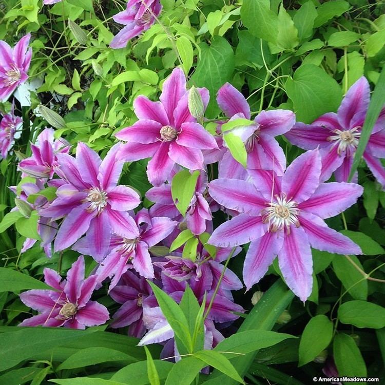 A species of Clematis called Nelly Moser flowers, has star-shaped flowers with 8 pink-lilac sepals, each with a carmine stripe and reddish-purple anthers over a green long shaped vine leaves.